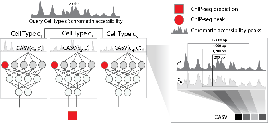 _images/epitome_diagram_celllines.png